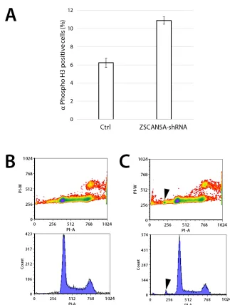 Figure 7: Knockdown of ZSCAN5A increases number of cells entering mitosis and aneuploidy