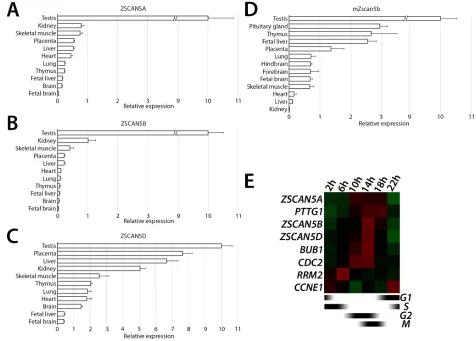 Figure 2: Tissue- and cell cycle stage-specific expression ZSCAN5 family genes. Relative transcript levels measured in cDNA prepared from total tissue RNA for A