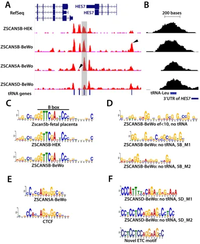 Figure 5: ZSCAN5 binding displays a protein- and cell type-specific preference for tDNAs and other Pol III-related loci enriched in G/C rich motifs