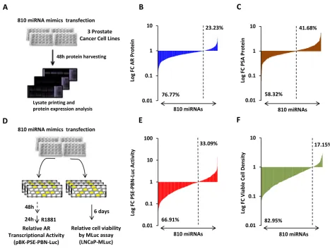 Figure 1: High-throughput miRNA mimic library screen for miRNAs that modulate the AR Signaling Axis
