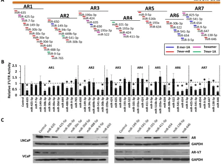 Figure 4: Regulation of AR expression by 3’UTR-targeting miRNAs. A, Map of the extended AR 3’UTR (ENST00000396044.7) and corresponding AR 3’UTR reporter amplicons AR1-AR7