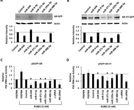 Figure 5: Regulation of AR by miRNAs targeting the coding region. A, PC3 cells were co-transfection with pEGFP-AR and miRNA mimics predicted to bind sites within the AR coding region