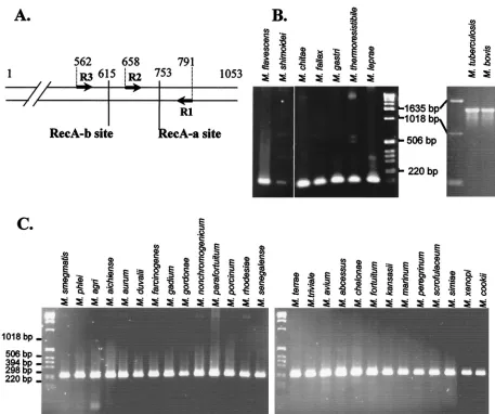 FIG. 1. Speciﬁcity of the MtuRecA intein. (A) Location of intein insertion sites in mycobacterial recAcleotides used to amplify gene fragments
