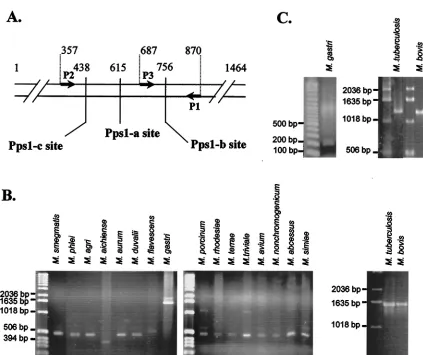 FIG. 2. Speciﬁcity of MtuPps1 intein. (A) Location of intein insertion sites in mycobacterial pps1used to amplify gene fragments