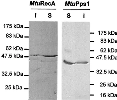 FIG. 3. PCR ampliﬁcation with the P1-P3 oligonucleotide pair(lane 1), the R1-R2 oligonucleotide pair (lane 3), or both oligonucle-