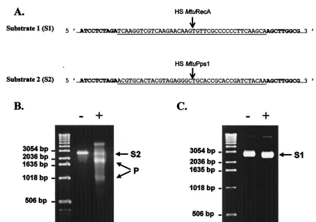 FIG. 5. Endonuclease assays. (A) DNA substrates for MtuPps1 and MtuRecA. The sequences of MtuPps1 and MtuRecA homing sites (HS)inserted in pUC19 (the sequence of which appears in boldface) are underlined