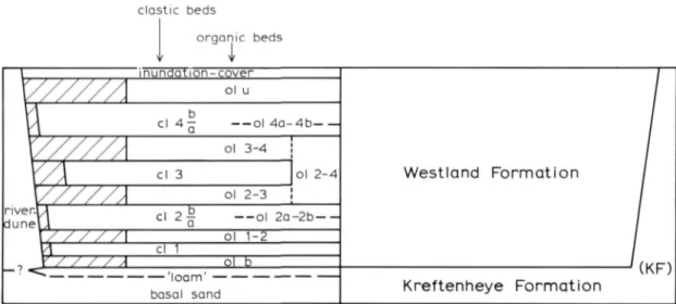 Fig. 5. Scheme ot' ihe lithostratigraphy in the Molenaarsgraaf study area. 