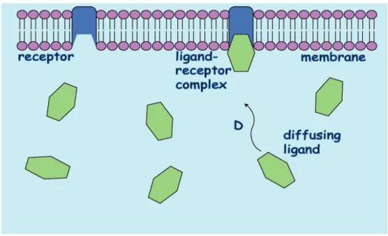 Figure 1.1 The Diffusing and Binding of Ligands at a Model Membrane. 