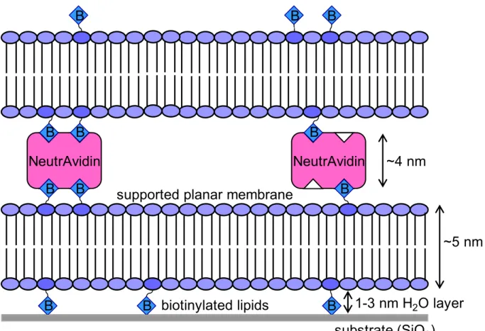 Figure 3.1 Stacked Bilayer System. 