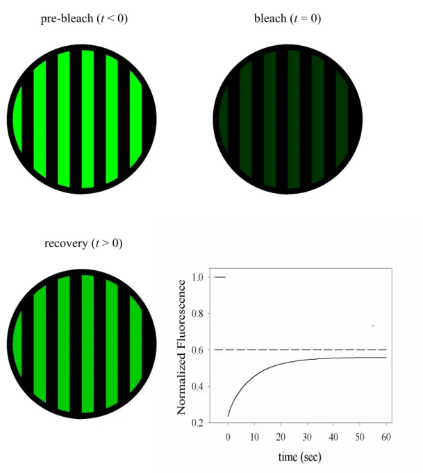 Figure 3.2 FPPR Experiment. 