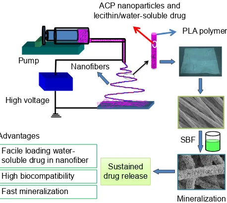 Figure 1 Illustration of the electrospinning process for preparation of water-soluble drug-containing nanofibers.Abbreviations: acP, amorphous calcium phosphate; Pla, poly(d,l-lactic acid); SBF, simulated body fluid.