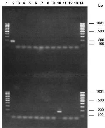 FIG. 3. Speciﬁcity of the PCR assays for L. welshimeri640 (lane 13) were ampliﬁed with primer couple G398-G400 (A) or with primer couple G398-G399 (B)