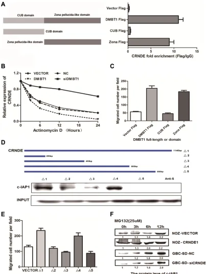 Figure 4: The binding form in DMBT1-CRNDE-c-IAP1 complex. (A) Deletion mapping of the DMBT1 domain in binding with CRNDE