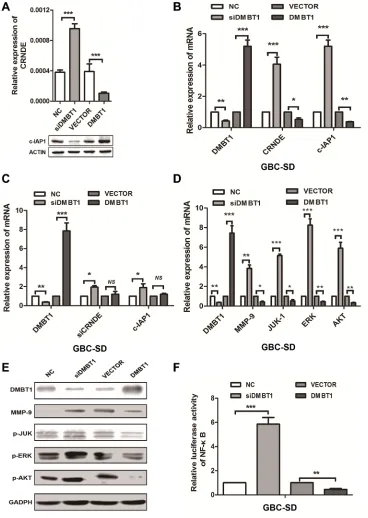 Figure 5: DMBT1 regulate CRNDE and c-IAP1 through PI3K-AKT pathway. (A) RT-qPCR and western blot were used to detect the mRNA levels of CRNDE and protein level of c-IAP1 in knockdown and overexpression DMBT1 cells