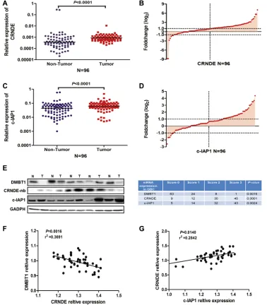 Figure 6: The positive correlation between CRNDE and c-IAP1. (A–B) RT-qPCR was used to detect the mRNA levels of CRNDE in 96 paired GBC tissues
