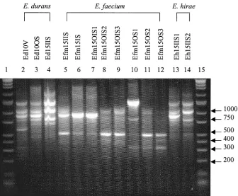 TABLE 2. IOS for E. coli
