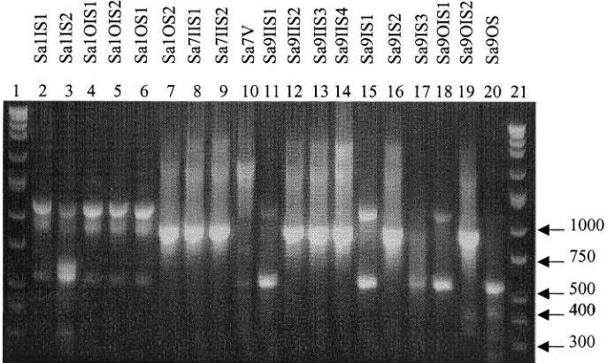 TABLE 5. IOS for L. plantarum