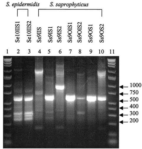 FIG. 7. RAPD ﬁngerprints of Staphylococcus11, DirectLoad wide-range DNA markers ranging from 50 to 10,000 bp(D7058; Sigma); lanes 2 to 10, isolates