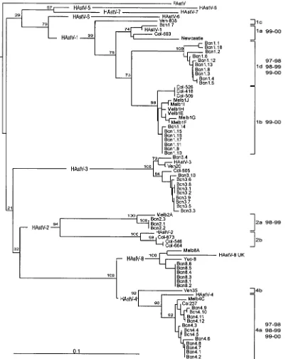 FIG. 5. Phylogenetic tree of the 348-bp region of ORF2 of 49 astrovirus isolates from Barcelona (Bcn), the 7 Oxford reference strains (HAstV-1to HAstV-7), 2 serotype 8 strains from Mexico (Yuc-8) and the United Kingdom (HAstV-8 UK), 9 strains from Australia (Melb), 9 strains from