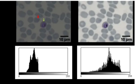 Fig 7 compares the HDR and normal images. The right image is the reference, acquired using standard high resolution bright field microscope with 1.25 NA, ×60 magnification and oil immersion, obtained using a high-end Zeiss Light microscope in Leiden Univer