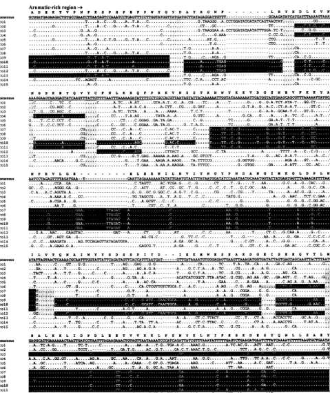 FIG. 4. Alignment of nucleotide sequences corresponding to the aromatic amino acid-rich domain STs