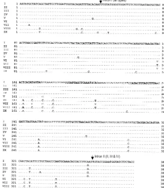 FIG. 1. Comparison of coding sequences of the mt cyt bof C. neoformans cyt b genes of various C