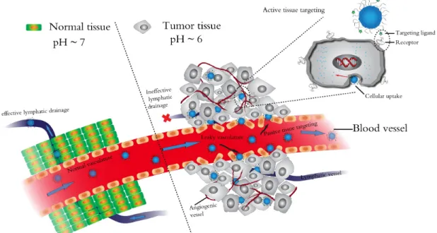 Figure 1.5. The enhanced permeability and retention (EPR) effect which leads to passive  tumor targeting by nanoparticles