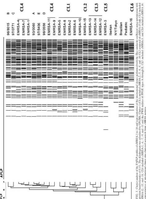 FIG. 3. Cluster analysis of the FAFLP proﬁles of eMRSA-1 to -16 and representatives of the international clones performed with the Dice similarity coefﬁcient using optimization witha position band tolerance of 0.1%