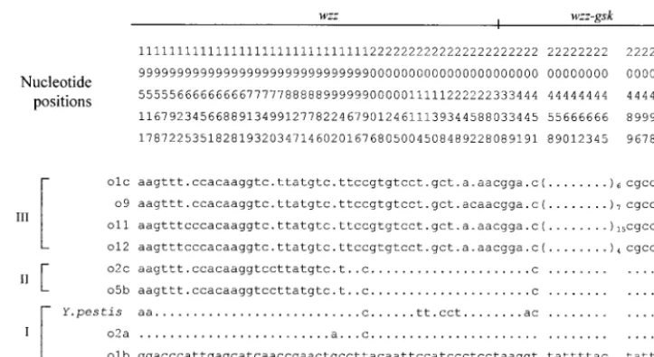 FIG. 3. Polymorphic nucleotide sites in the wzzare indicated by a period and those differing from this sequence by their letter code