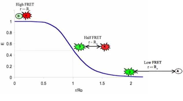 Figure 1.2 Distance dependence of FRET