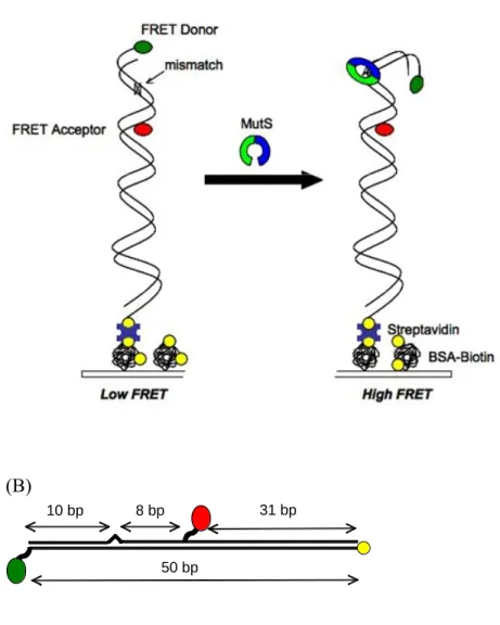 Figure 2.1 DNA substrates and experimental design for single-molecule FRET