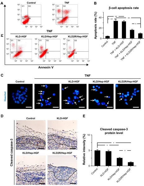 Figure 5 effect of hgF-loaded saP/hep gel on β-cell apoptosis.Notes: (A) evaluation of β-cell apoptosis by flow cytometry (FCM)