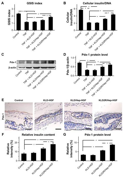 Figure 6 effect of hgF-loaded saP/hep gel on β-cell function.Notes: (A) evaluation of glucose stimulation index by gsIs test