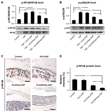 Figure 8 Effect of HGF-loaded SAP/Hep gel on inflammatory pathways.Notes: Western blot and quantitative analysis of (A) p-NFκB p65 and (B) p-p38 MaPK protein levels in vitro