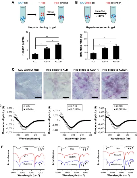 Figure 2 effect of cationic saPs on hep binding and retention.Notes: (A, B) Determination of hep binding and retention in saP gels by toluidine blue method