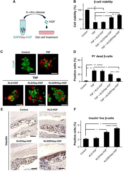 Figure 4 effect of hgF-loaded saP/hep gel on β-cell survival.Notes: (A) schematic map of β-cells treated with release media from saP/hep gel