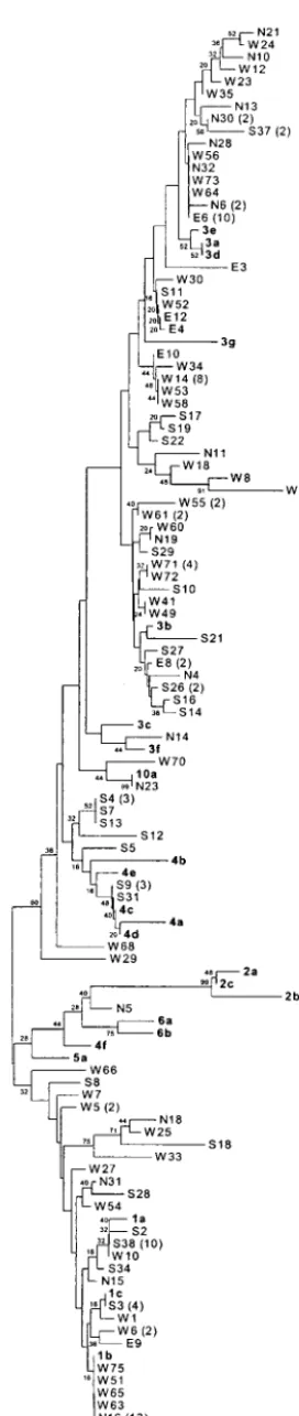 FIG. 1. Phylogenetic analysis of 5�sequences of 149 HCV isolates. The isolates obtained from the areasof north, south, west, or east India are designated as N, S, W, or E,respectively, to identify the origins of the samples