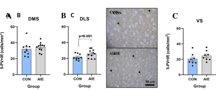 Figure 1. Striatal immunoreactive parvalbumin (PV+IR) expression in adolescent intermittent alcohol (AIE) and control (CON)- exposed rats (CON=9, AIE=11) in Study 1