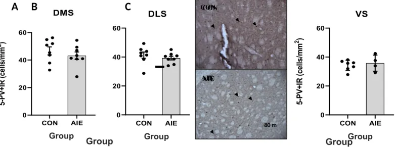 Figure 2. Striatal immunoreactive parvalbumin (PV+IR) expression in adolescent intermittent alcohol (AIE)  and control (CON)- exposed rats (CON=8, AIE=8) in Study 2