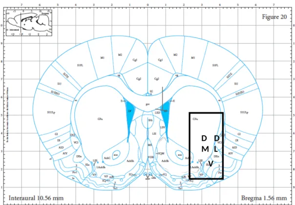 Figure 3. Coronal section of rat brain atlas of Paxinos and Watson (2007), showing   dorsal   medial   striatum   (left),   dorsolateral   striatum   (right),   and ventral striatum (bottom).