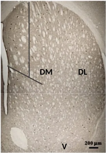 Figure 4. Coronal section of striatal tissue at 4 x 1 objective   using   an   Olympus   BX50   Fluorescence Microscope