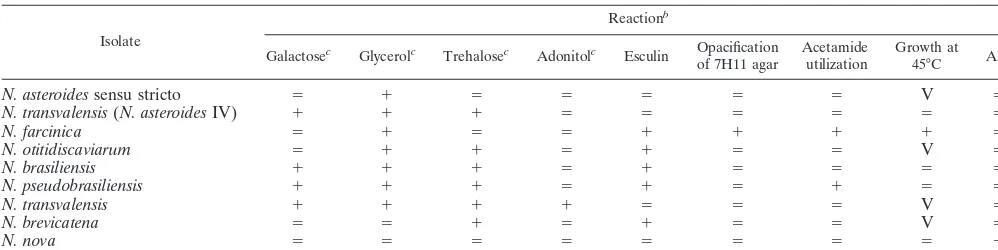 TABLE 4. Biochemical reactions for timely, initial species separation within the genus Nocardiaa