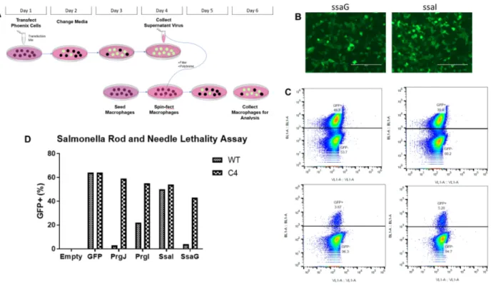 Figure 1. SsaG activates NLRC4 -/-, leading to cell death. (A) Schematic of retroviral lethality  assay where phoenix cells were transfected with DNA encoding rod and needle proteins