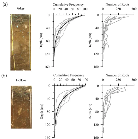 Figure 2.8: The distribution of roots as a function of soil depth for pits located on (a)  ridges and (b) hollows