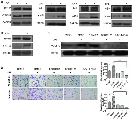 Figure 8: TLR4-NF-κB/JNK signal pathways trigger VEGF-C expression. (A) Western blot analysis of ERK1/2, p38, JNK and c-jun expression