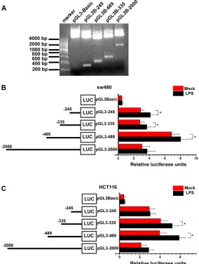 Figure 3: Activity analysis of VEGF-C promoter. (A) the full length promoter and various promoter deletions of VEGF-C