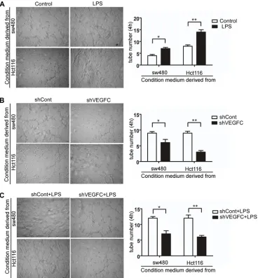 Figure 6: LPS promotes colorectal cancer lymphangiogenesis via VEGF-C in vitro. (A–C) Representative images and quantitative results of human dermal lymphatic endothelial cells (HDLECs) cultured with conditioned medium derived from LPS-treated (1 μg/ml) ce