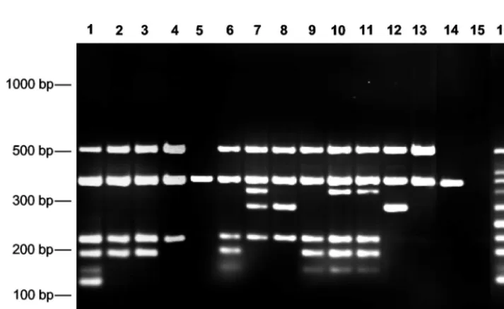 FIG. 1. Single and multiplex PCR ampliﬁcation products for selected staphylococcal genes