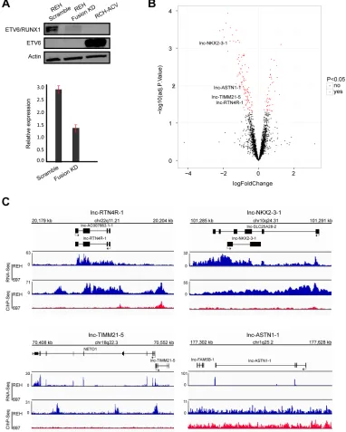 Figure 2: Identification of ETV6/RUNX1 regulated lncRNA. A. Western blot (top) and RT-qPCR (below) analysis of ETV6/RUNX1 protein and transcript in REH cells upon fusion knockdown (KD)