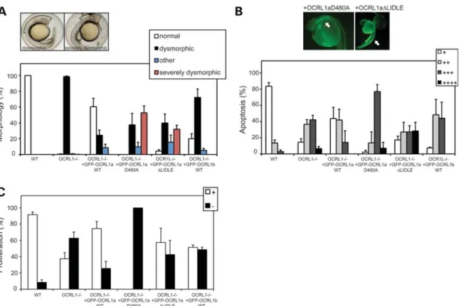 Figure 8. Catalytic activity and binding to clathrin are required for OCRL1 function in brain development